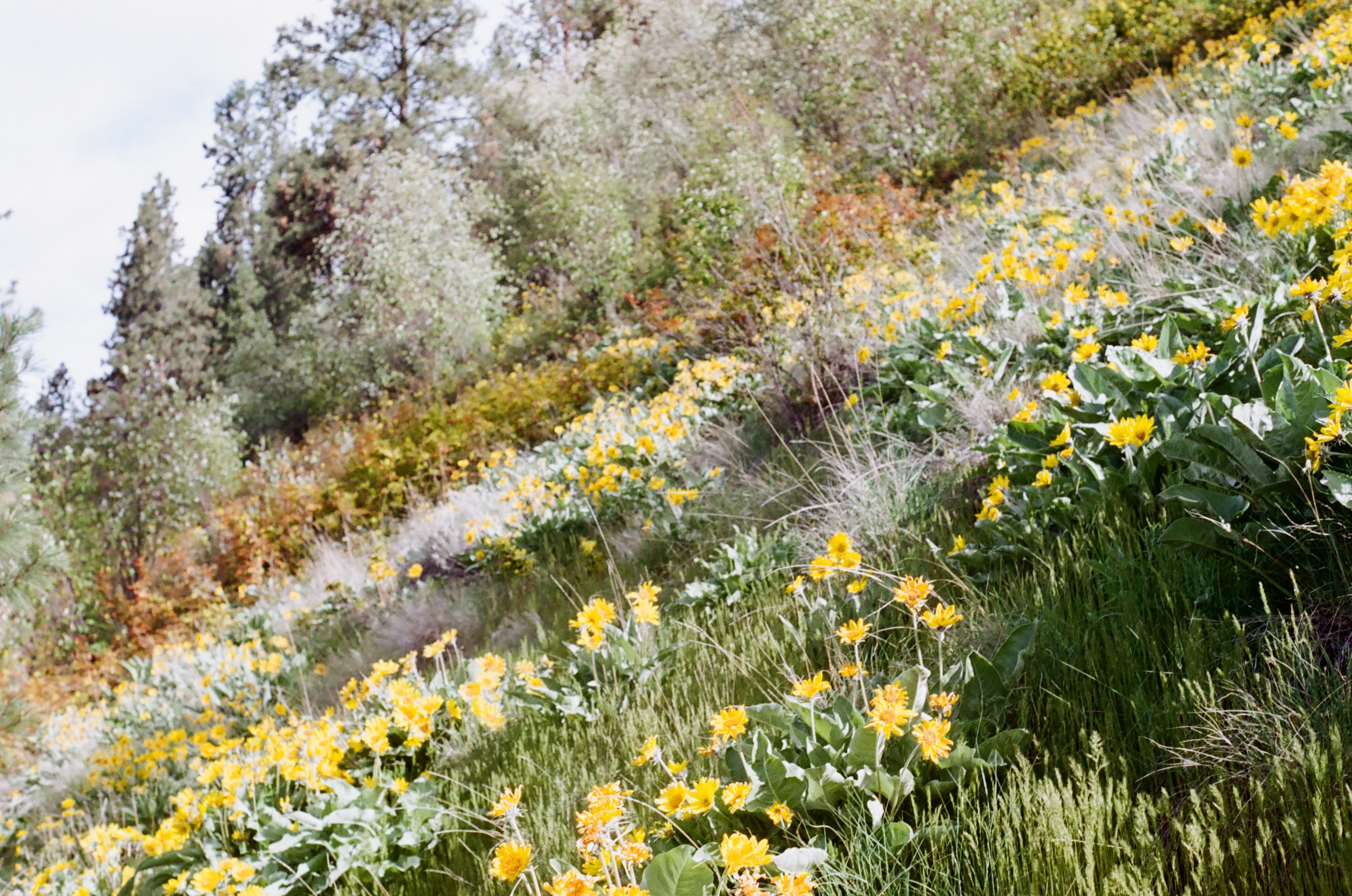 Ascending Okanagan Sunflowers