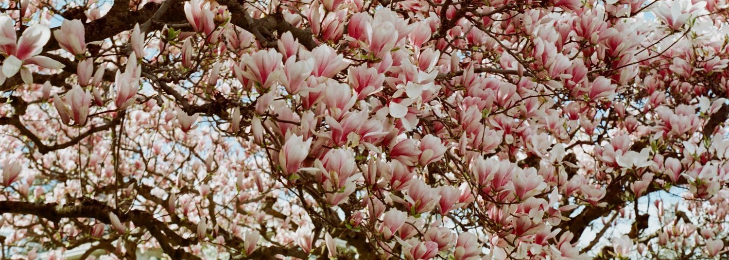 Flowers of the Okanagan