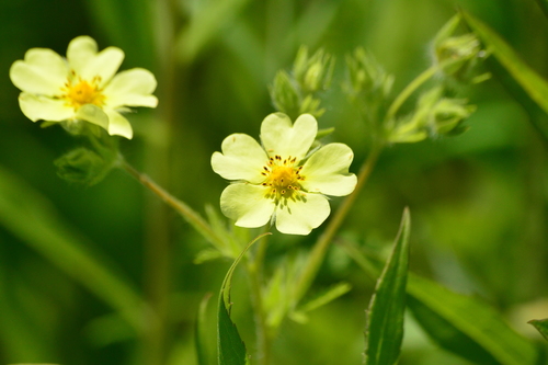 Cinquefoil