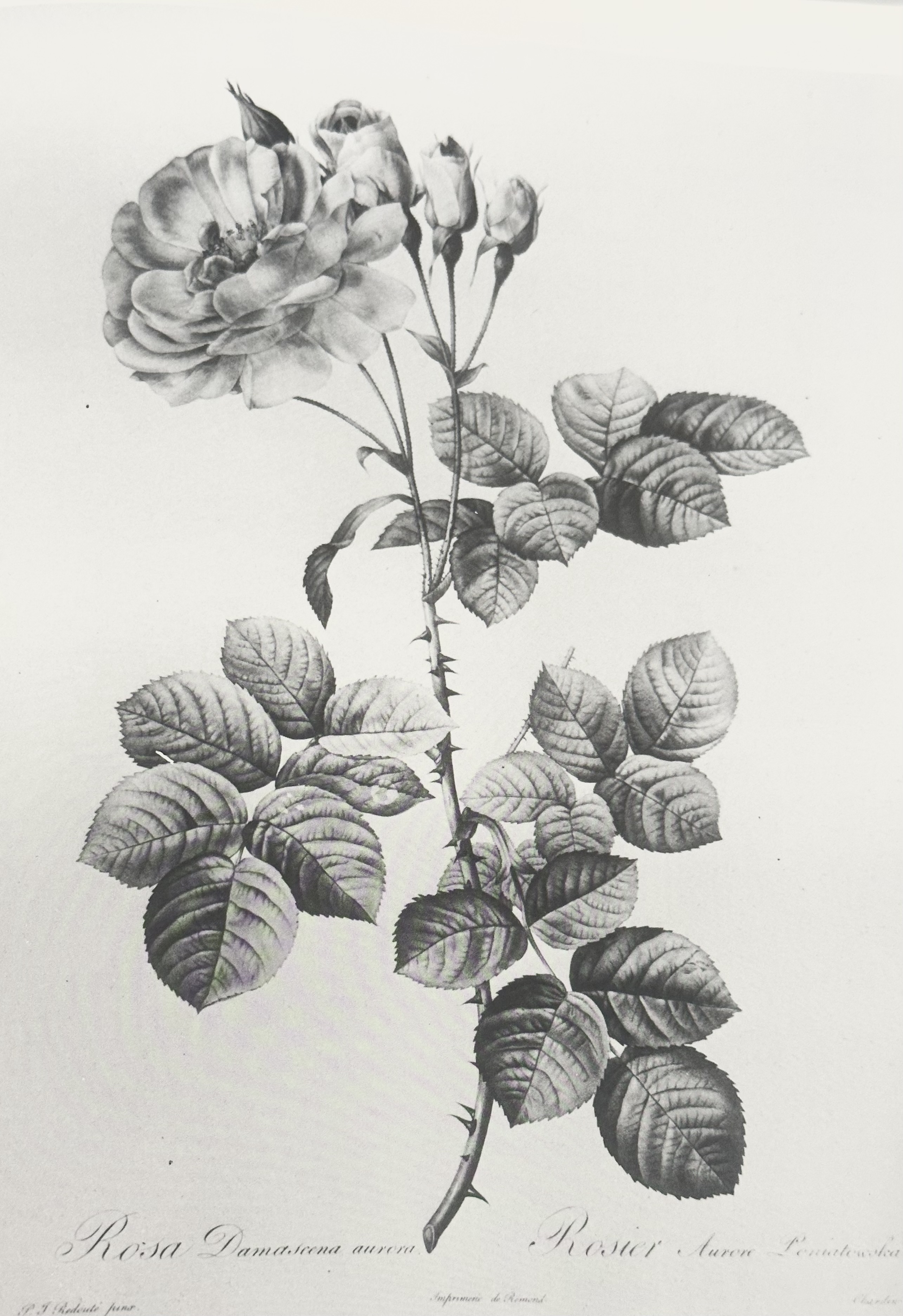 Rosa Damascena engraving