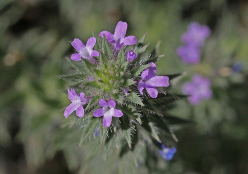 Vervain