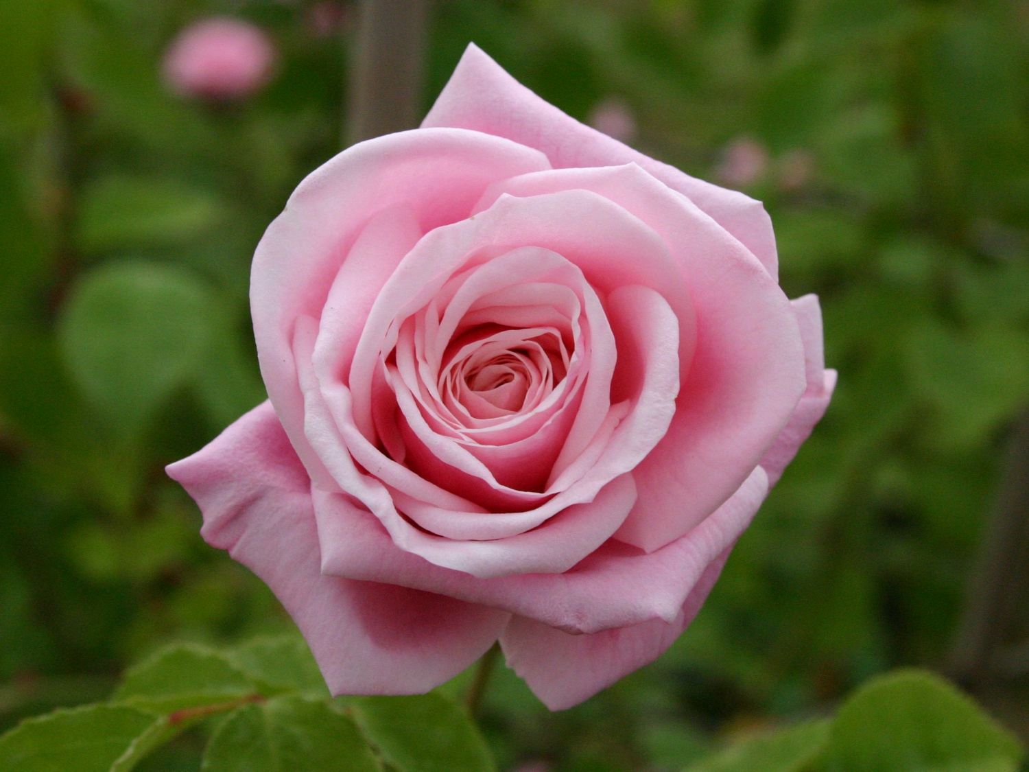 Blossomtime rose
