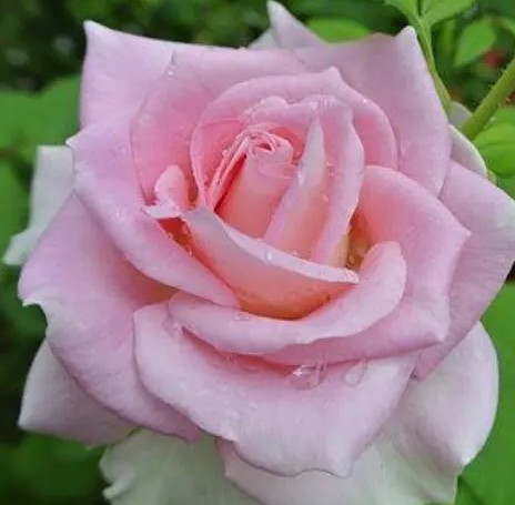 First Love rose