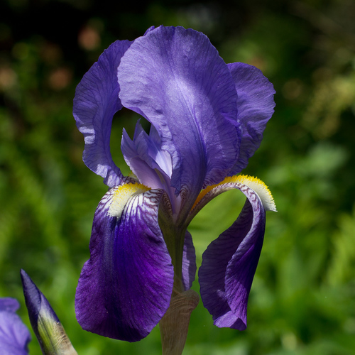 Bearded Iris