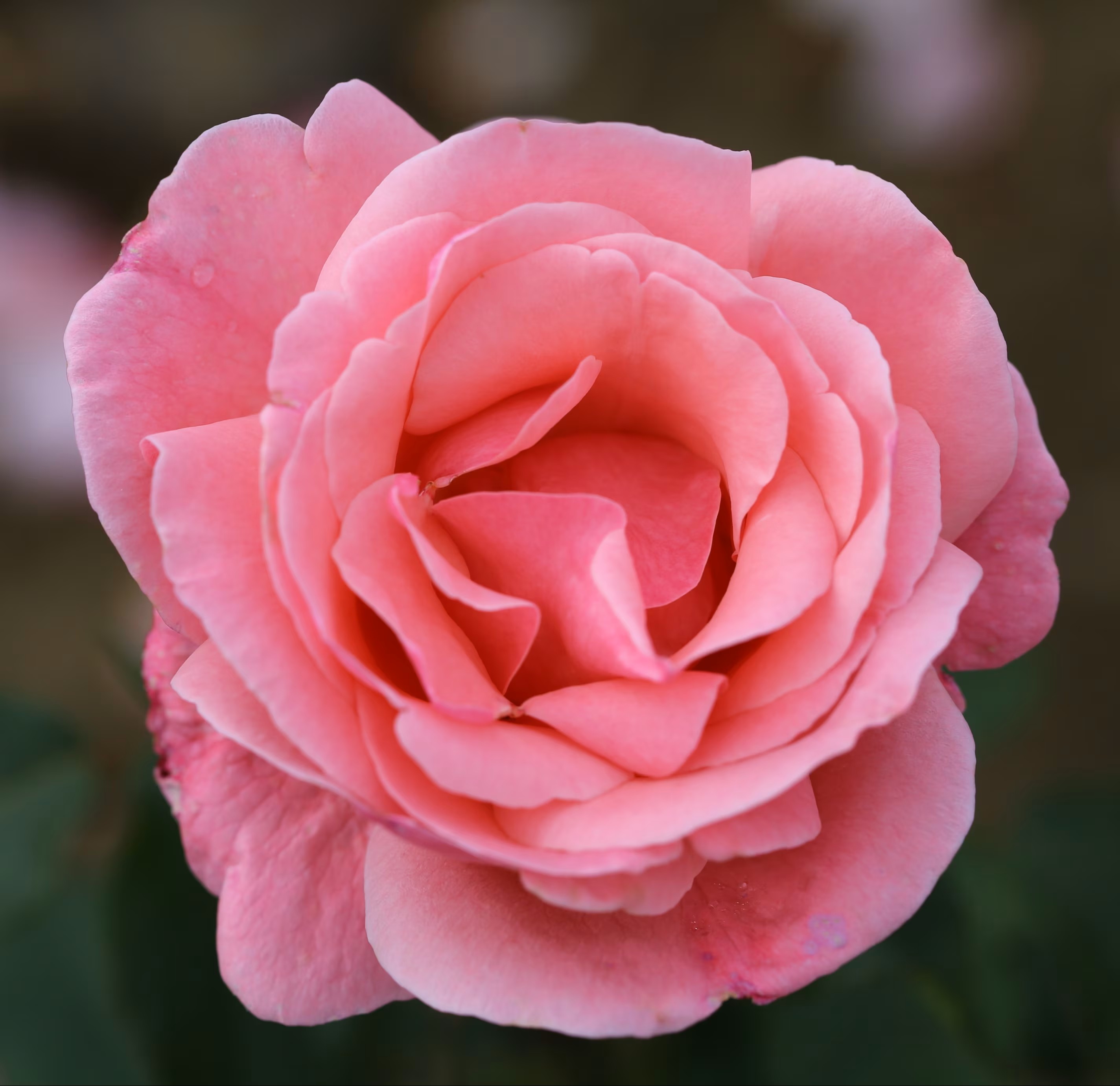 Queen Elizabeth rose