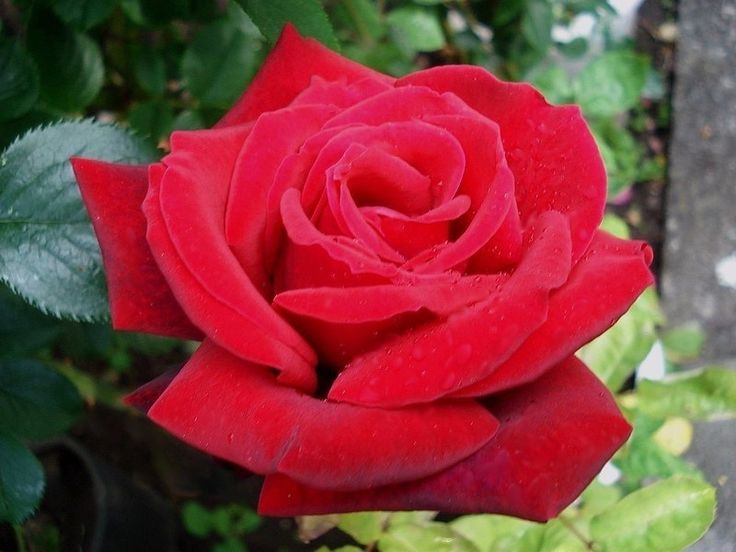 Red Masterpiece rose