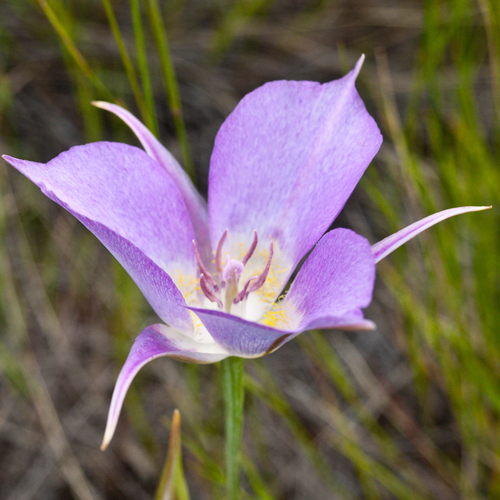 Mariposa Lily
